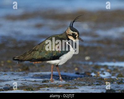 Kiebitz ruht am Ufer Stockfoto