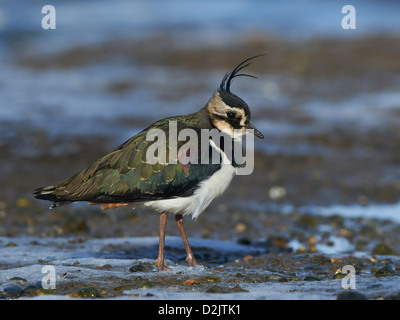 Kiebitz ruht am Ufer Stockfoto