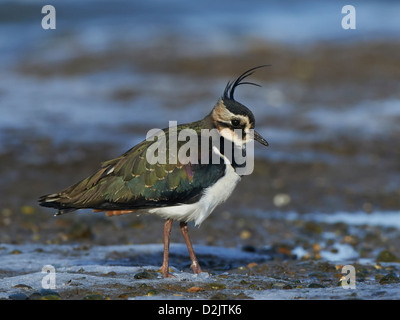 Kiebitz ruht am Ufer Stockfoto