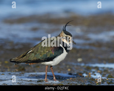 Kiebitz ruht am Ufer Stockfoto