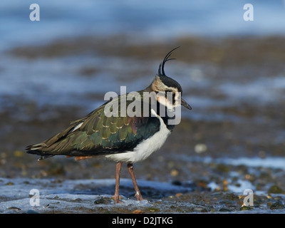 Kiebitz ruht am Ufer Stockfoto