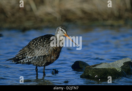 HUDSONIAN UFERSCHNEPFE (Limosa Haemastica) Erwachsenen Churchill Manitoba Kanada Stockfoto