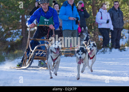 Aviemore, UK. 26. Januar 2013. Ein Schlitten Kufen um eine enge Kurve, wie die Musher Ermutigung in der 30. jährlichen Aviemore Sled Dog Rallye schreit. Über 1000 Schlittenhunde werden an diesem Wochenende teilnehmen. Stockfoto