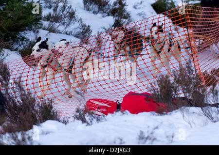 Aviemore, UK. 26. Januar 2013. Ein Fotograf schießt aus eine riskante Lage wie die Huskies vorbei bei der 30. jährlichen Aviemore Sled Dog Rally Rennen. Über tausend Hunde nehmen Teil an diesem Wochenende. Stockfoto