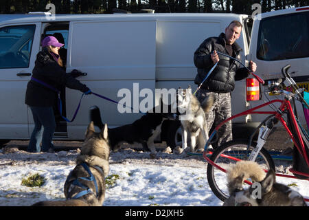 Aviemore, UK. 26. Januar 2013. Ein Eigentümer hält die Führung fest als seine husky bellt bei anderen Schlittenhunde bei der 30. jährlichen Aviemore Sled Dog Rallye. Dies ist die größte britische Schlittenhunde Rennevent des Jahres und husky-Enthusiasten haben sich versammelt um zu sehen und nehmen Teil. Stockfoto