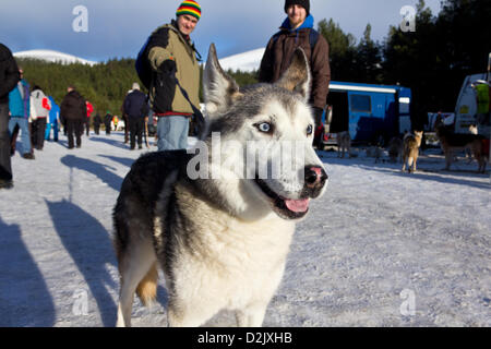 Aviemore, UK. 26. Januar 2013. Stockfoto