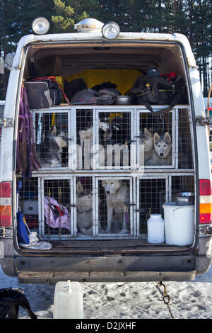 Aviemore, UK. 26. Januar 2013. Sibirische Schlittenhunde warten ihrerseits bei der 30. jährlichen Aviemore Sled Dog Rally in Glenmore Forest Park. Über 1000 Schlittenhunde werden an diesem Wochenende teilnehmen. Stockfoto