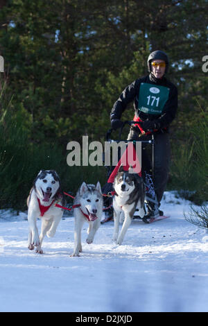 Aviemore, UK. 26. Januar 2013. Sibirischen Huskies ziehen einen Schlitten in der 30. jährlichen Aviemore Sled Dog-Rallye. Über 1000 Schlittenhunde werden an diesem Wochenende teilnehmen. Stockfoto