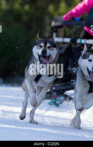 Aviemore, UK. 26. Januar 2013. Sibirischen Huskies ziehen einen Schlitten in der 30. jährlichen Aviemore Sled Dog-Rallye. Über 1000 Schlittenhunde werden an diesem Wochenende teilnehmen. Stockfoto