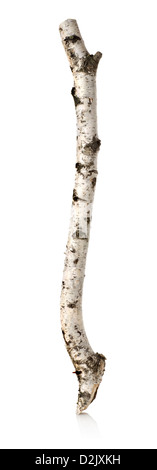 Stamm oder Ast der Birke isoliert auf weißem Hintergrund Stockfoto