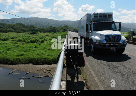 Amerikanische Krokodile (Crocodylus Acutus) gesehen von einer Brücke über den Fluss Tarcoles. Route 34, Provinz Puntarenas. Costa Rica. Stockfoto