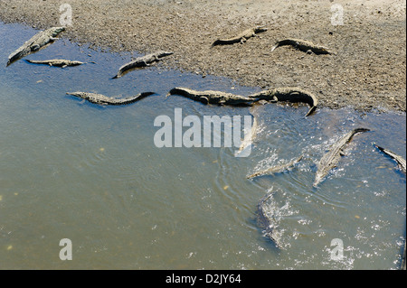 Amerikanische Krokodile (Crocodylus Acutus) gesehen von einer Brücke über den Fluss Tarcoles. Route 34, Provinz Puntarenas. Costa Rica. Stockfoto