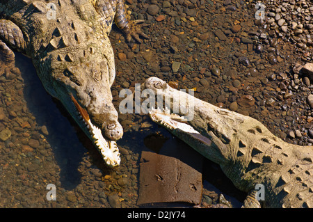 Amerikanische Krokodile (Crocodylus Acutus) gesehen von einer Brücke über den Fluss Tarcoles. Route 34, Provinz Puntarenas. Costa Rica. Stockfoto