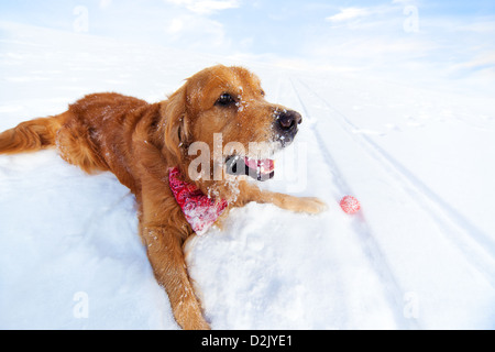 Labrador mit Spielzeug auf Schnee liegen. Stockfoto