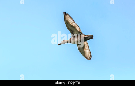 Rot-crested Tafelenten, Weiblich, wandernde, Vogel, Diving Duck, Rhodonessa Rufina, fliegen, Hintergrund, blauer Himmel, isoliert, Textfreiraum Stockfoto