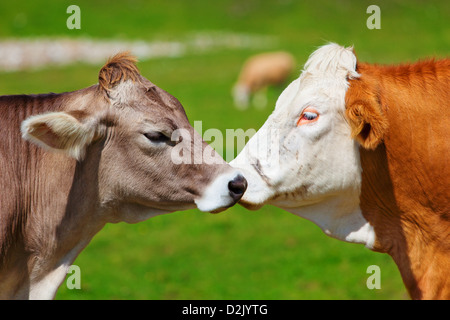 Schweizer Kühe stehen wie in der Liebe. Stockfoto