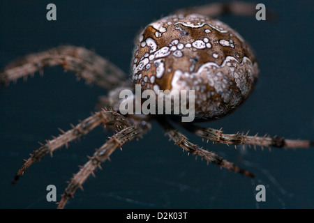 Makroaufnahme einer großen Kreuzspinne im Netz Stockfoto