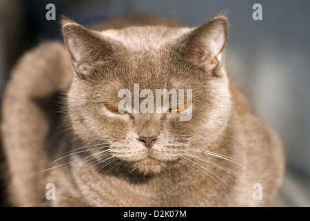 Porträt der Scottish Fold Katze mit orangefarbenen Augen Stockfoto