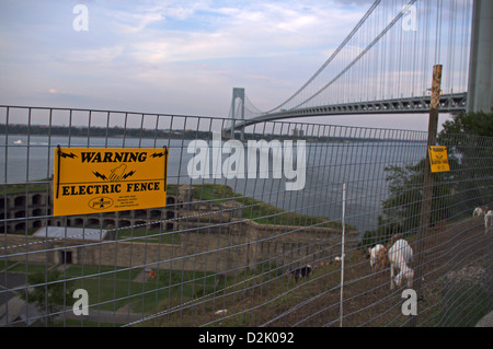 Schild Warnung nicht zu berühren Elektrozaun schützen Anglo-Nubian Hausziegen Weiden auf Unkraut am historischen Fort Wadsworth Stockfoto
