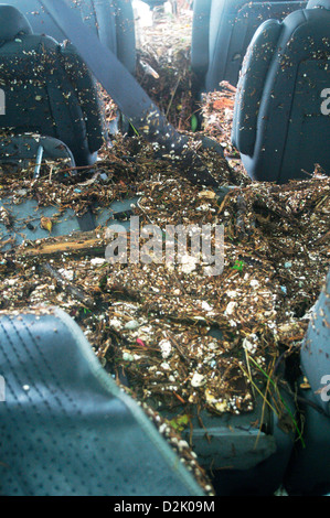Innere des geborgenen Auto abgelassen haben mit Treibgut gefüllt und mit Meerwasser von Hurrikan Sandy Flutwelle überschwemmt Stockfoto