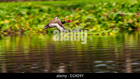 Rot-crested Tafelenten, wandernde, Vogel, Diving Duck, Rhodonessa Rufina, fliegen, Textfreiraum Stockfoto