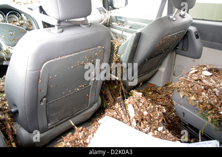Innere des geborgenen Auto abgelassen haben mit Treibgut gefüllt und mit Meerwasser von Hurrikan Sandy Flutwelle überschwemmt Stockfoto