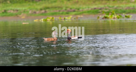 Zwei rot-crested Netta, wandernde, Vogel, Diving Duck, Rhodonessa Rufina, Schwimmen im Wasser, kopieren Raum Stockfoto