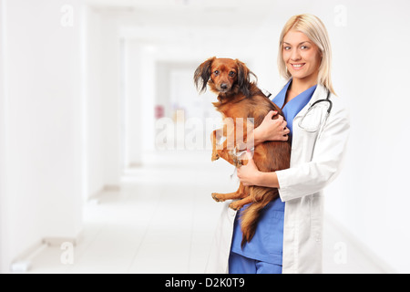 Lächelnde weibliche Tierarzt Arzt hält einen Welpen und stehen in einem Krankenhaus Halle Stockfoto