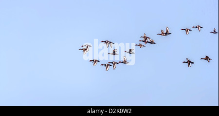 Rot-crested Tafelenten, wandernde, Herde, Vogel, Diving Duck, Rhodonessa Rufina, fliegen, isoliert, blauer Himmel, kopieren Raum Stockfoto