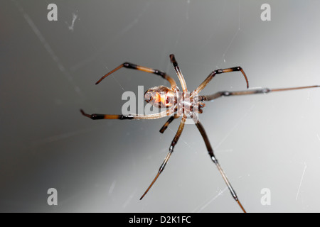 Eine giftige braune Witwe namens auch braun schwarze Witwe Spinne zeigt die Sanduhr, die Markierung auf dem Bauch Stockfoto