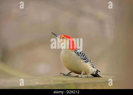 Rotbauch-Specht (Melanerpes Carolinus) männlich Stockfoto