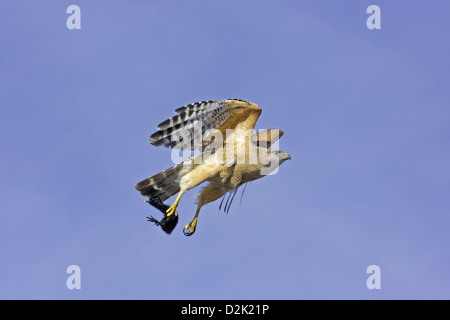 Rot-geschultert Falke (Buteo Lineatus) fliegen mit Beute in seinen Krallen Stockfoto