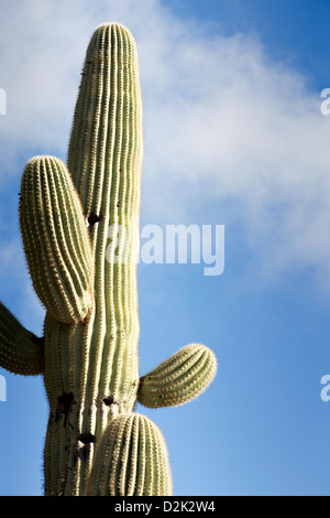 Vertikales Bild des hoch aufragenden Saguaro-Kaktus gegen blauen Himmel mit weißen Wolken mit textfreiraum nach rechts. Stockfoto