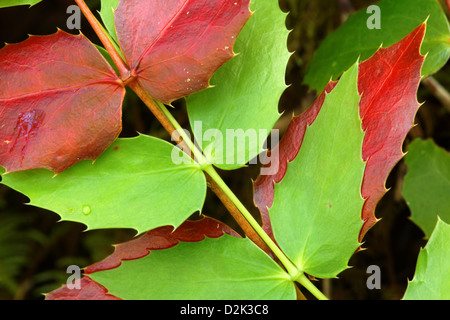 Rote und grüne Mahonie verlässt, Falls View Canyon Trail, Quilcene, Jefferson County, Washington, USA Stockfoto