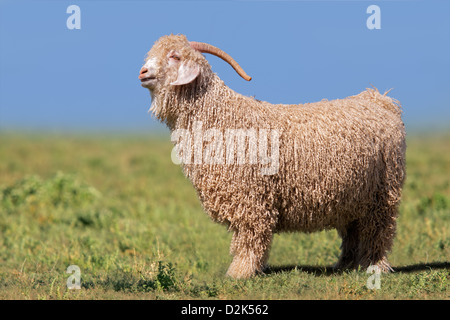 Angora-Ziege stehend auf grüner Wiese vor blauem Himmel Stockfoto