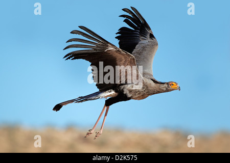 Sekretärin-Vogel (Sagittarius Serpentarius) im Flug, Kalahari-Wüste, Südafrika Stockfoto