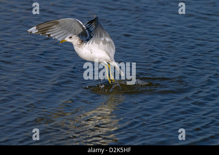 Einzigen gemeinsamen Gull Larus Canus ausziehen aus Wasser Winter Norfolk Stockfoto