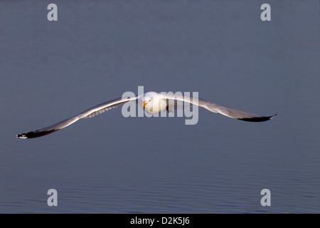 Einzelne Silbermöwe Larus Agentatus im Flug Nordsee Norfolk Stockfoto