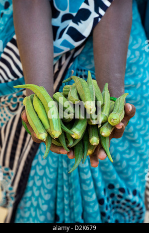 Indische Dorf Frau Okra (Damen Finger) Gemüse in ihren Händen hält. Andhra Pradesh, Indien Stockfoto