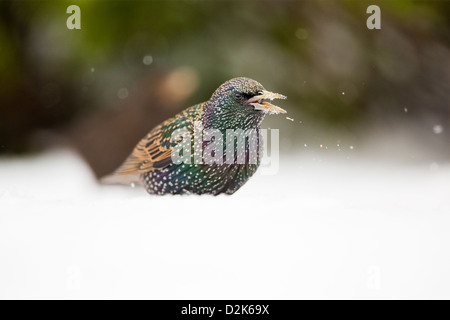 Gemeinsamen Star (Sturnus Vulgaris) singen im Schnee Stockfoto