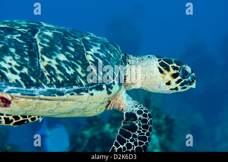 Nahaufnahme von einem Hawksbill Schildkröte auf den Bahamas Stockfoto