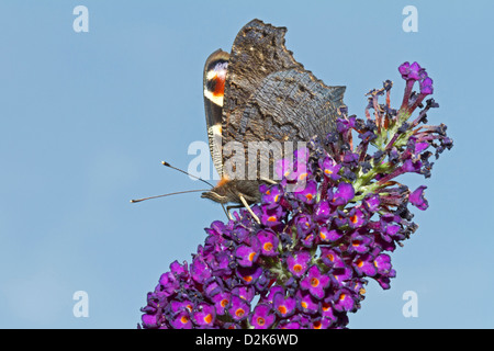 Europäische Pfau (Inachis Io) Stockfoto