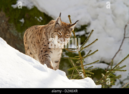 Luchs im Schnee / Lynx Lynx Stockfoto