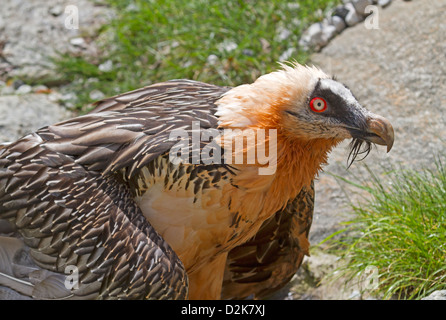 Bartgeier / sollten Barbatus Stockfoto