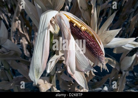 Dürre betroffenen Mais ernten auf dem Bauernhof der Familie McIntosh in Missouri Valley, Iowa 13. August 2012. Stockfoto