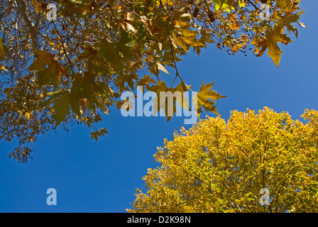Gelbes Herbstlaub gegen blauen Himmel Stockfoto
