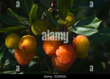 Früchte der Erdbeerbaum (Arbutus Madrid) Stockfoto