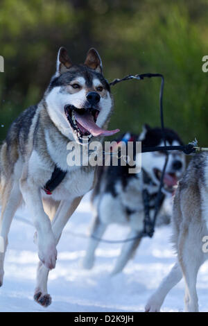 Aviemore, UK. 26. Januar 2013. Sibirischen Huskies ziehen einen Schlitten in der 30. jährlichen Aviemore Sled Dog-Rallye. Über 1000 Schlittenhunde werden an diesem Wochenende teilnehmen. Stockfoto