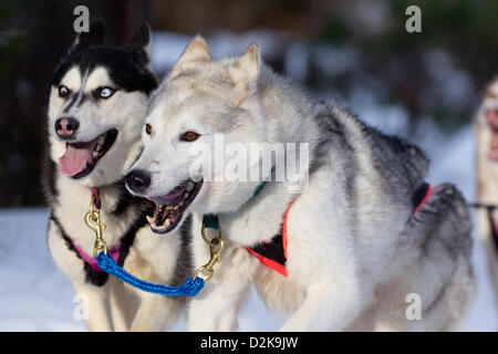 Aviemore, UK. 26. Januar 2013. Sibirischen Huskies ziehen einen Schlitten in der 30. jährlichen Aviemore Sled Dog-Rallye. Über 1000 Schlittenhunde werden an diesem Wochenende teilnehmen. Stockfoto