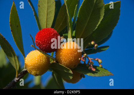 Früchte der Erdbeerbaum (Arbutus Madrid) Stockfoto